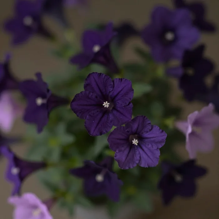 A dark arrangement of night-blooming flowers, deep purple