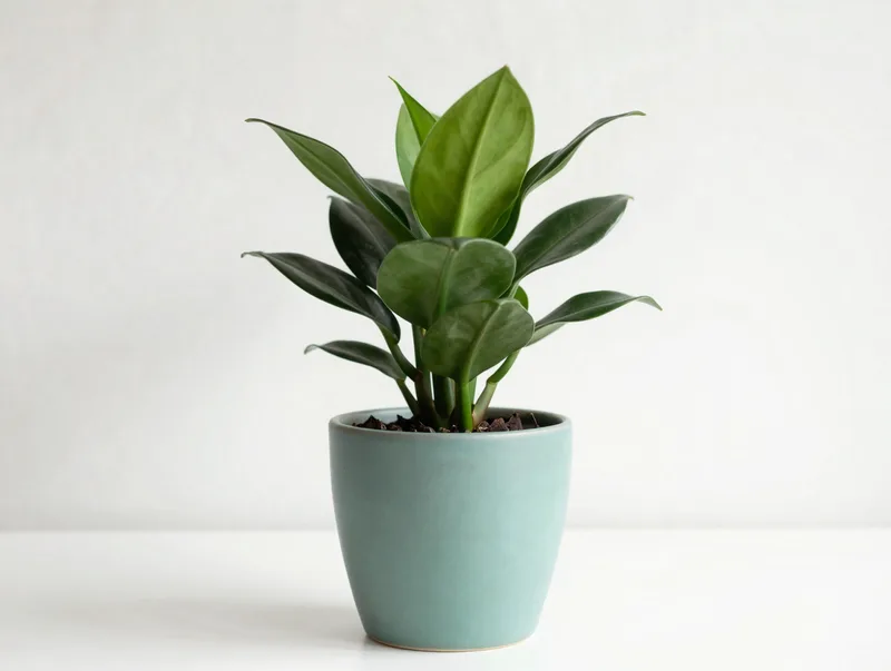 A potted ZZ plant with glossy dark-green leaves in a matte ceramic pot, bright airy interior