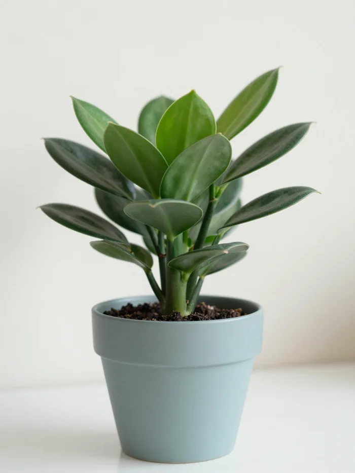 A ZZ plant with glossy leaves in a matte pot, bright airy interior
