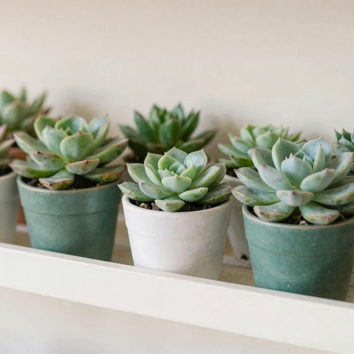 A cluster of small potted succulents on a shelf