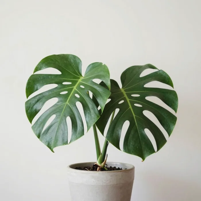 A large monstera deliciosa in a simple ceramic pot against a pale wall, broad glossy split leaves