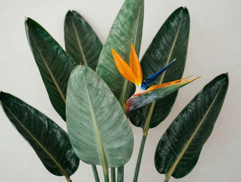 A dramatic bird-of-paradise plant with broad leaves against a pale wall, lush and vibrant
